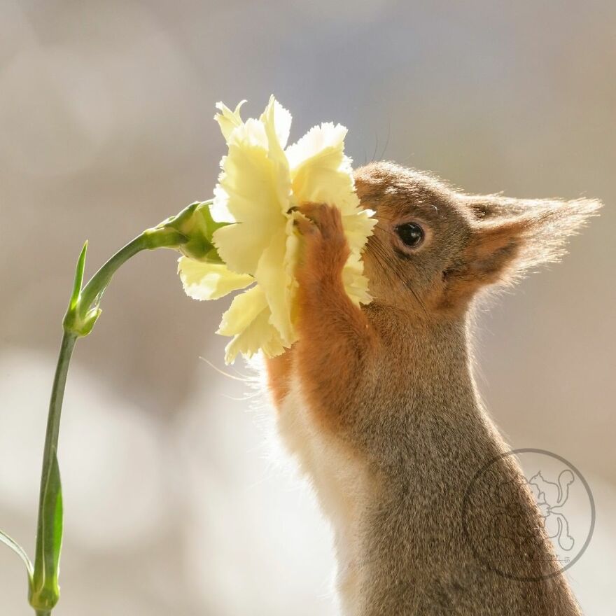 I Spent Almost A Decade Capturing Red Squirrel Photos And Here Is A Small Selection Of The Past Half Year.
