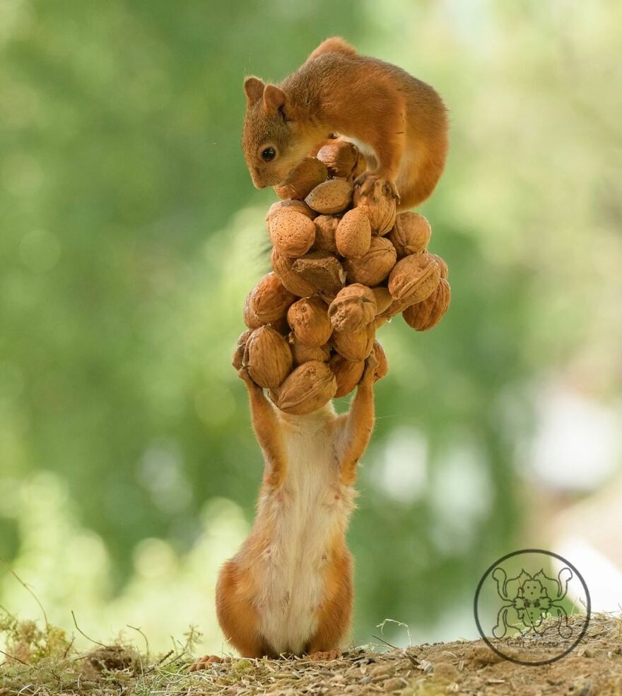 I Spent Almost A Decade Capturing Red Squirrel Photos And Here Is A Small Selection Of The Past Half Year.