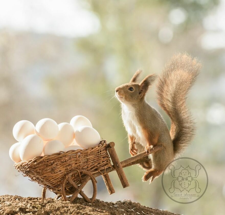 I Spent Almost A Decade Capturing Red Squirrel Photos And Here Is A Small Selection Of The Past Half Year.