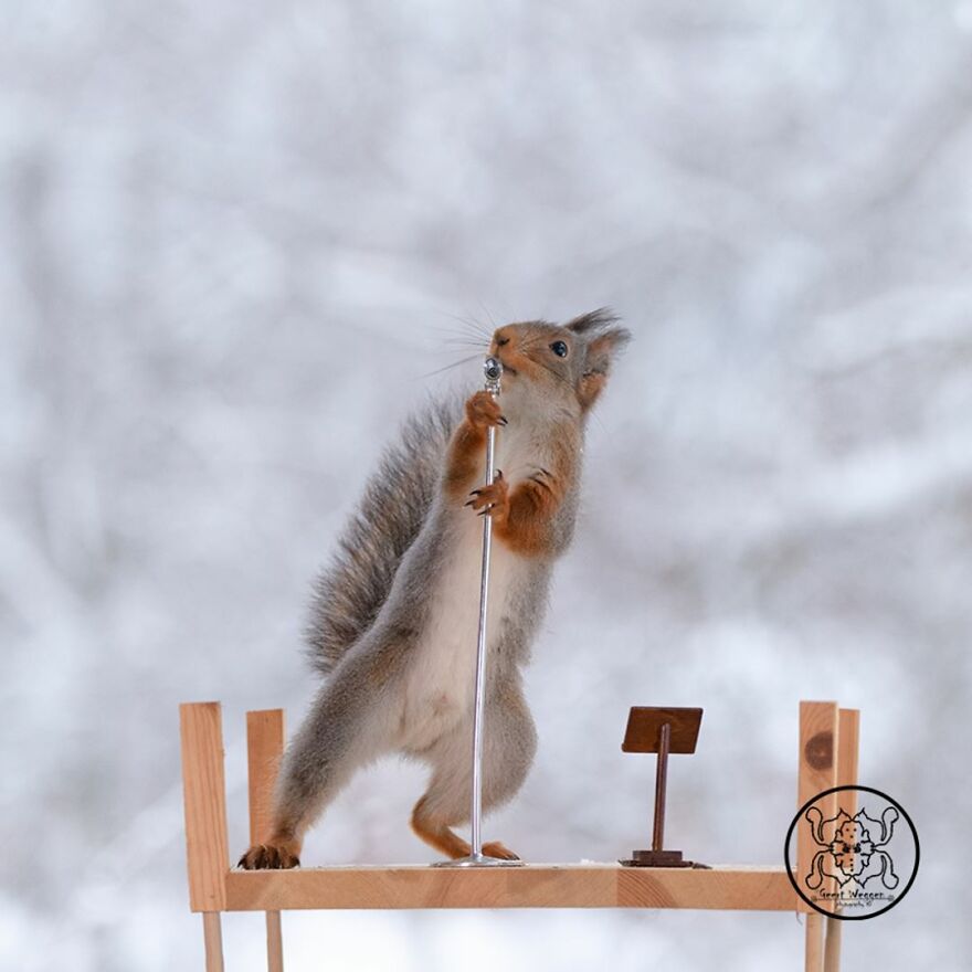 I Spent Almost A Decade Capturing Red Squirrel Photos And Here Is A Small Selection Of The Past Half Year.