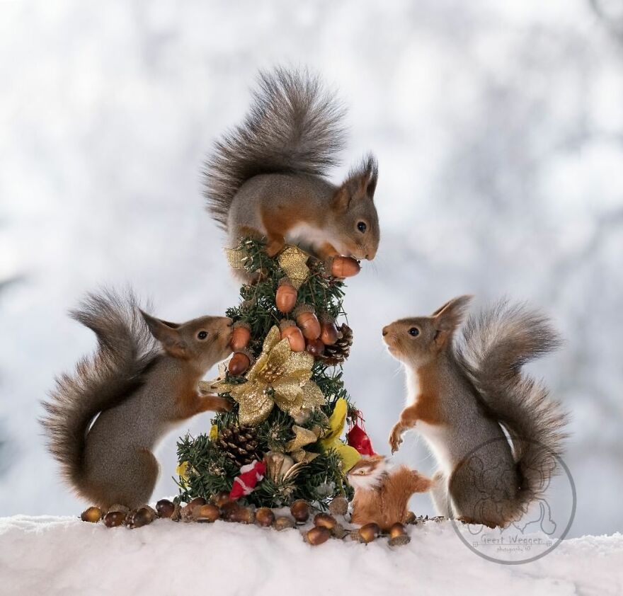 I Spent Almost A Decade Capturing Red Squirrel Photos And Here Is A Small Selection Of The Past Half Year.