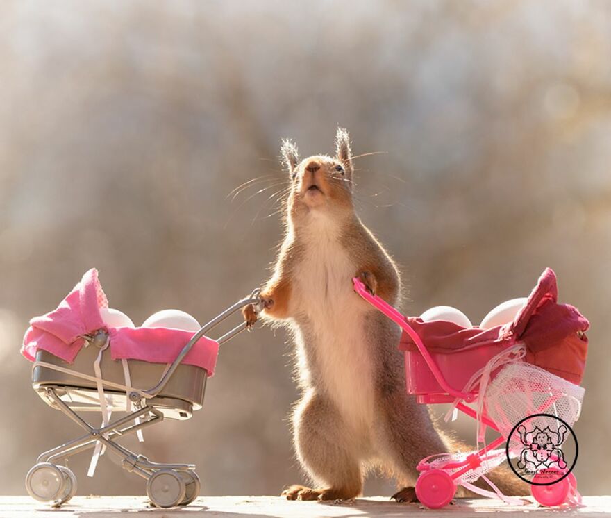 I Spent Almost A Decade Capturing Red Squirrel Photos And Here Is A Small Selection Of The Past Half Year.