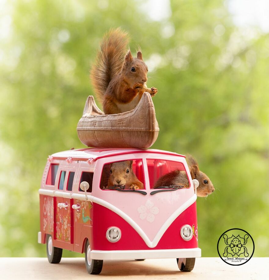 I Spent Almost A Decade Capturing Red Squirrel Photos And Here Is A Small Selection Of The Past Half Year.