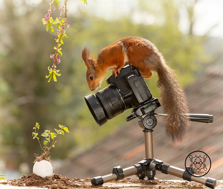 I Spent Almost A Decade Capturing Red Squirrel Photos And Here Is A Small Selection Of The Past Half Year.