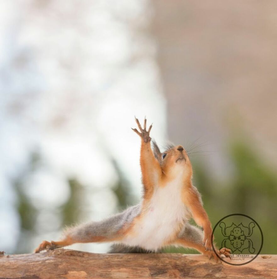 I Spent Almost A Decade Capturing Red Squirrel Photos And Here Is A Small Selection Of The Past Half Year.