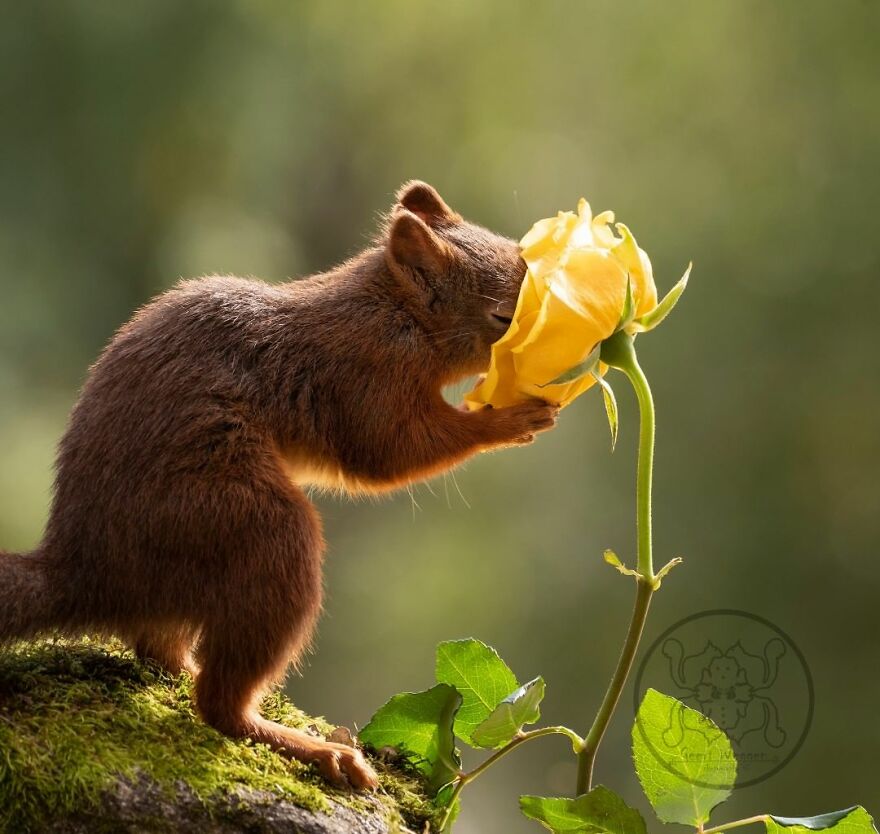 I Spent Almost A Decade Capturing Red Squirrel Photos And Here Is A Small Selection Of The Past Half Year.