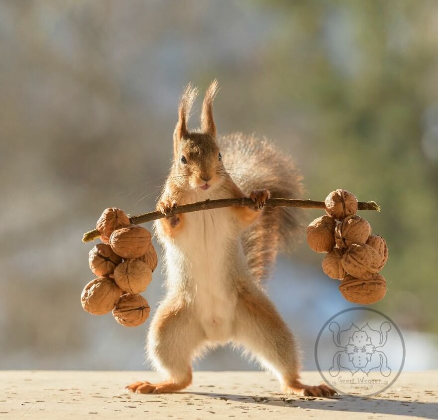 I Spent Almost A Decade Capturing Red Squirrel Photos And Here Is A Small Selection Of The Past Half Year.