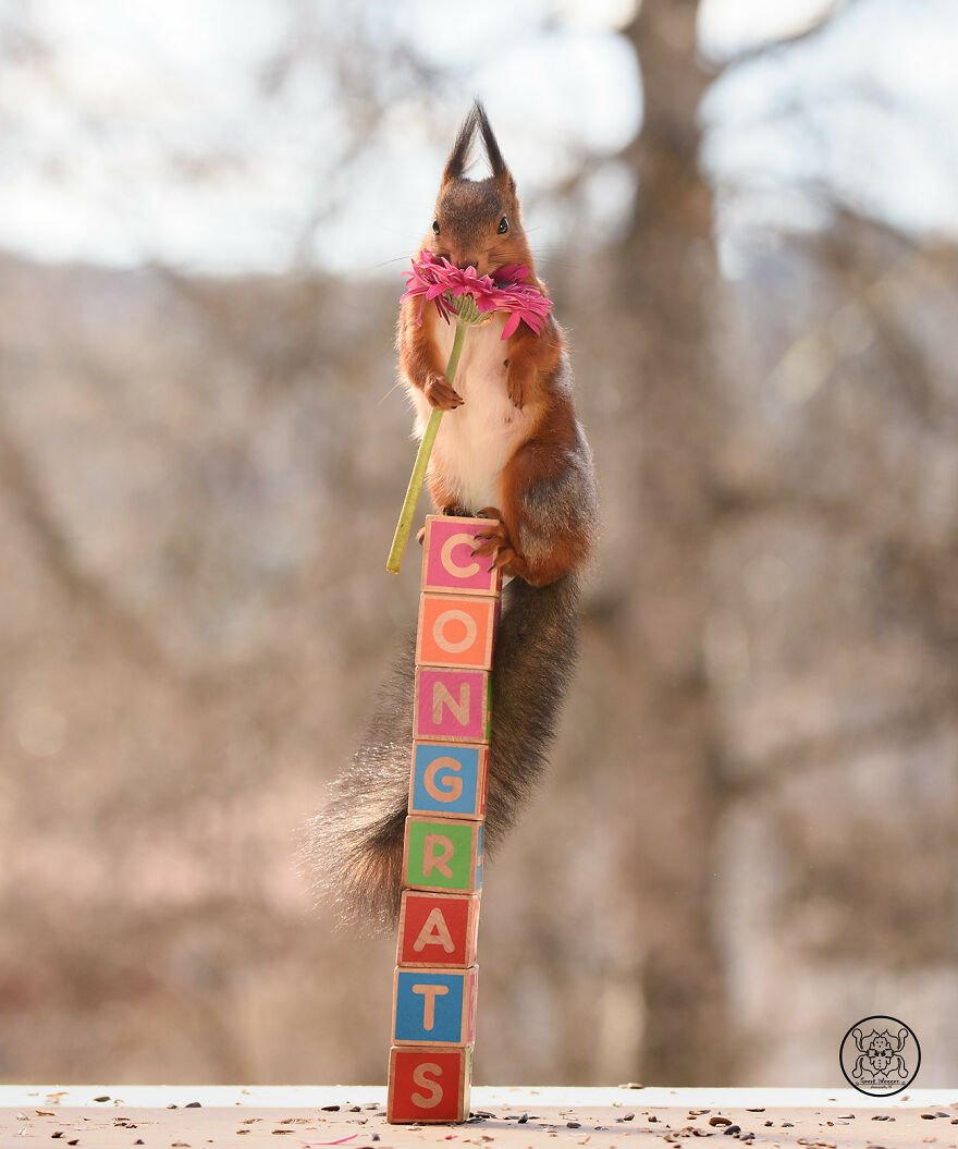 I Spent Almost A Decade Capturing Red Squirrel Photos And Here Is A Small Selection Of The Past Half Year.