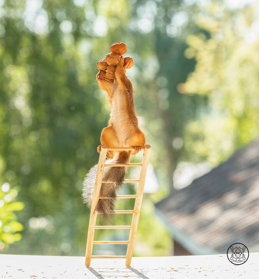 I Spent Almost A Decade Capturing Red Squirrel Photos And Here Is A Small Selection Of The Past Half Year.