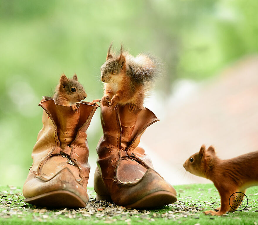 I Spent Almost A Decade Capturing Red Squirrel Photos And Here Is A Small Selection Of The Past Half Year.