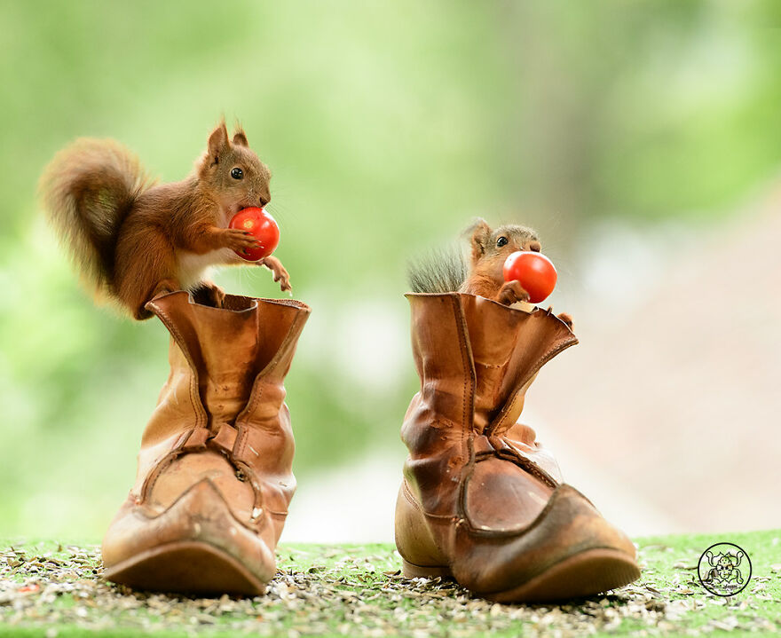 I Spent Almost A Decade Capturing Red Squirrel Photos And Here Is A Small Selection Of The Past Half Year.