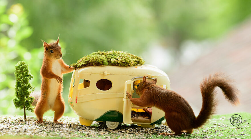 I Spent Almost A Decade Capturing Red Squirrel Photos And Here Is A Small Selection Of The Past Half Year.