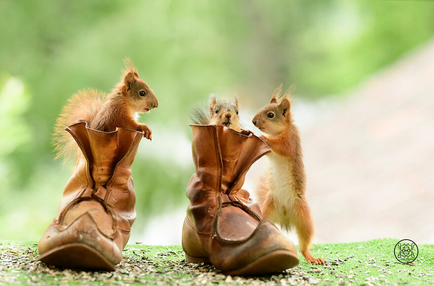 I Spent Almost A Decade Capturing Red Squirrel Photos And Here Is A Small Selection Of The Past Half Year.