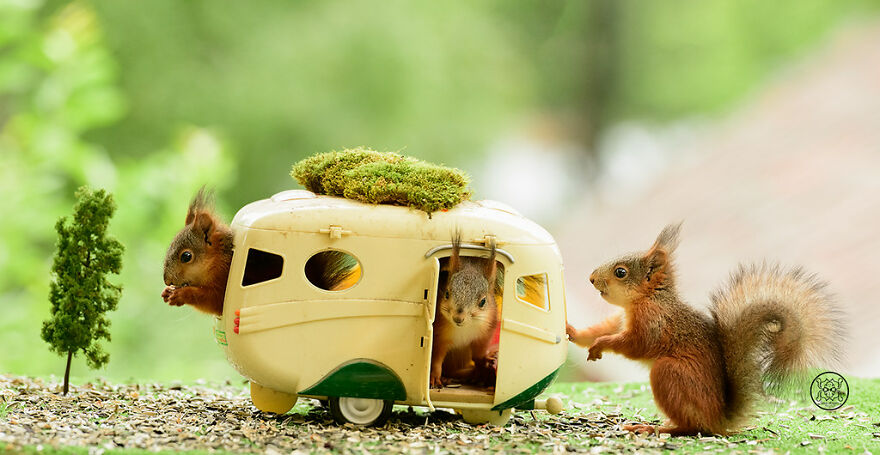 I Spent Almost A Decade Capturing Red Squirrel Photos And Here Is A Small Selection Of The Past Half Year.