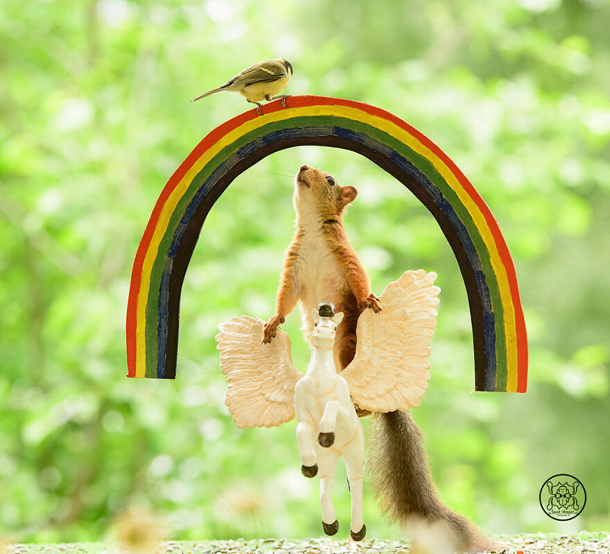 I Spent Almost A Decade Capturing Red Squirrel Photos And Here Is A Small Selection Of The Past Half Year.