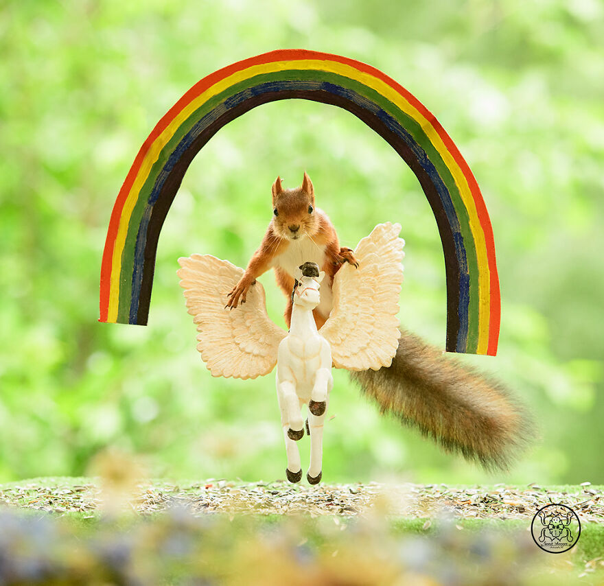 I Spent Almost A Decade Capturing Red Squirrel Photos And Here Is A Small Selection Of The Past Half Year.