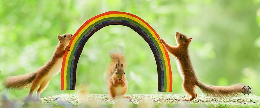 I Spent Almost A Decade Capturing Red Squirrel Photos And Here Is A Small Selection Of The Past Half Year.