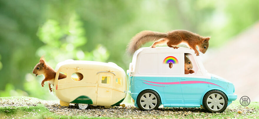 I Spent Almost A Decade Capturing Red Squirrel Photos And Here Is A Small Selection Of The Past Half Year.