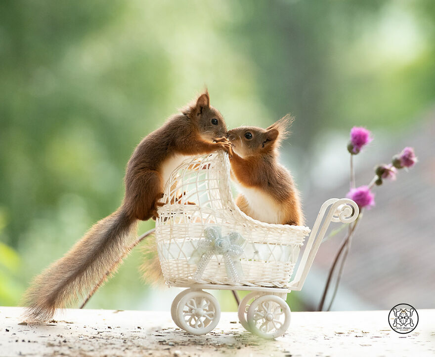 I Spent Almost A Decade Capturing Red Squirrel Photos And Here Is A Small Selection Of The Past Half Year.