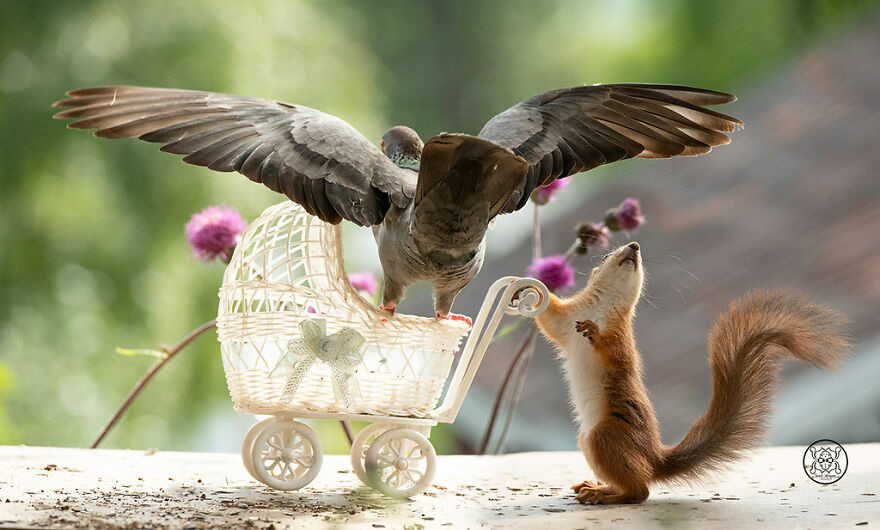 I Spent Almost A Decade Capturing Red Squirrel Photos And Here Is A Small Selection Of The Past Half Year.