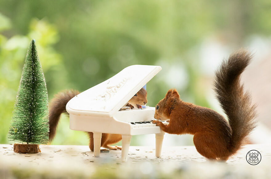 I Spent Almost A Decade Capturing Red Squirrel Photos And Here Is A Small Selection Of The Past Half Year.