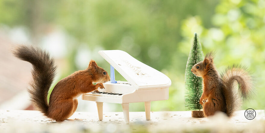 I Spent Almost A Decade Capturing Red Squirrel Photos And Here Is A Small Selection Of The Past Half Year.