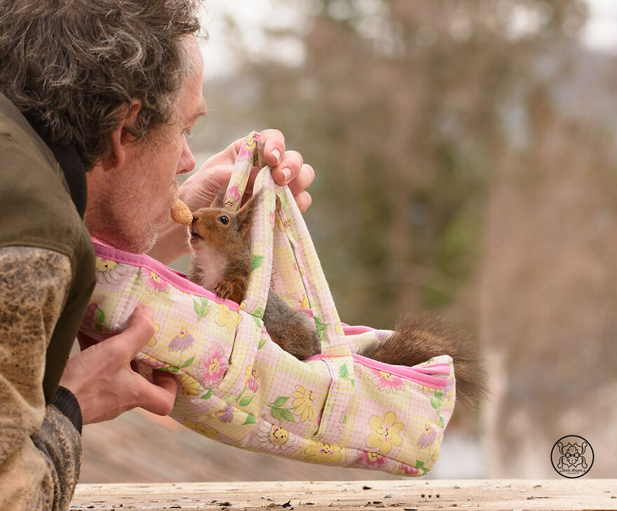 I Spent Almost A Decade Capturing Red Squirrel Photos And Here Is A Small Selection Of The Past Half Year.