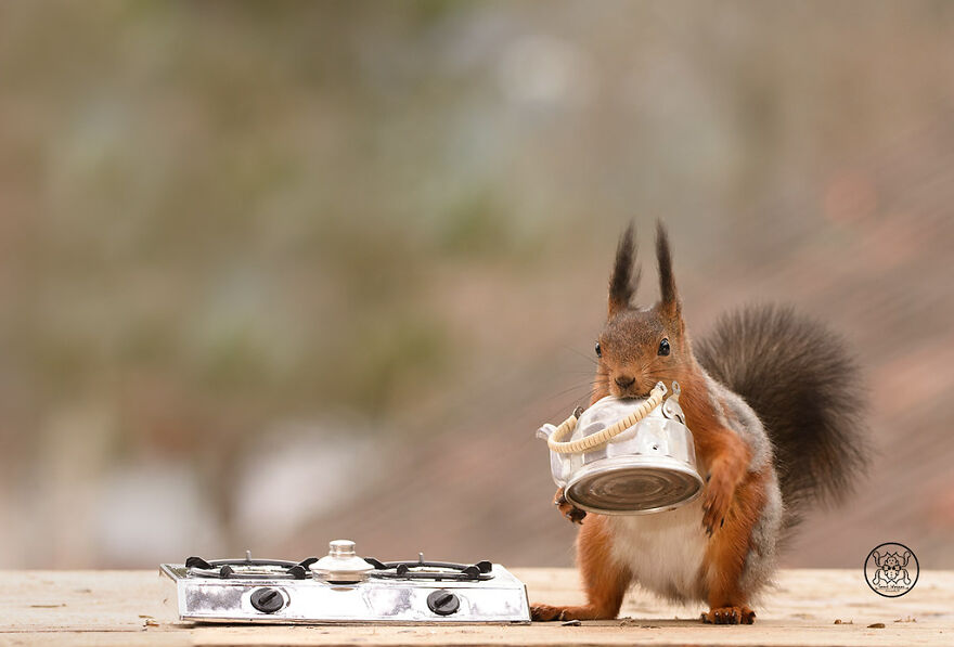 I Spent Almost A Decade Capturing Red Squirrel Photos And Here Is A Small Selection Of The Past Half Year.
