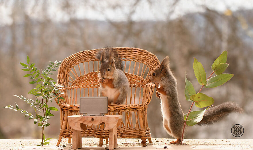 I Spent Almost A Decade Capturing Red Squirrel Photos And Here Is A Small Selection Of The Past Half Year.