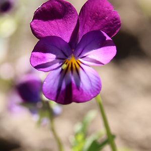 dutchwolfgirl avatar