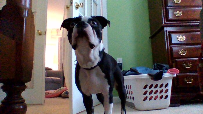 He Will Just Stand There For No Reason