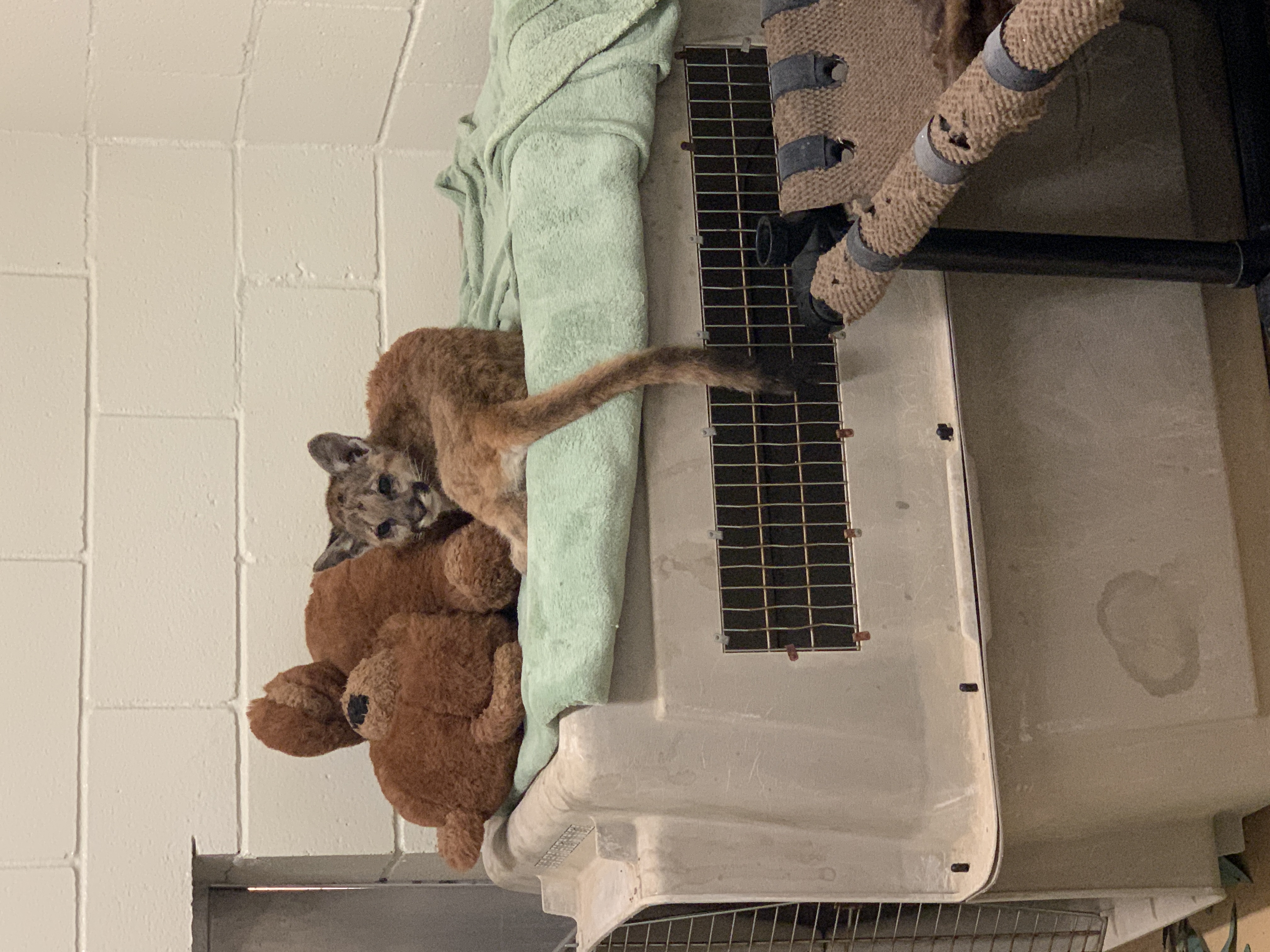 After Being Found Starving And Severely Dehydrated, 14-Week-Old Mountain Lion Cub Doubles Her Weight And Is Now Thriving After Being Found Starving And Severely Dehydrated, 14-Week-Old Mountain Lion Cub Doubles Her Weight And Is Now Thriving