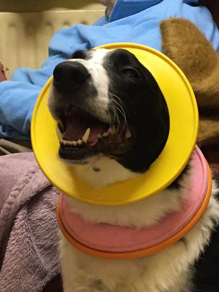 My Dog Shilo Puts His Throw Rings On His Nose And Around His Neck When He Wants To Get Our Attention So We Will Play With Him. It Always Works!