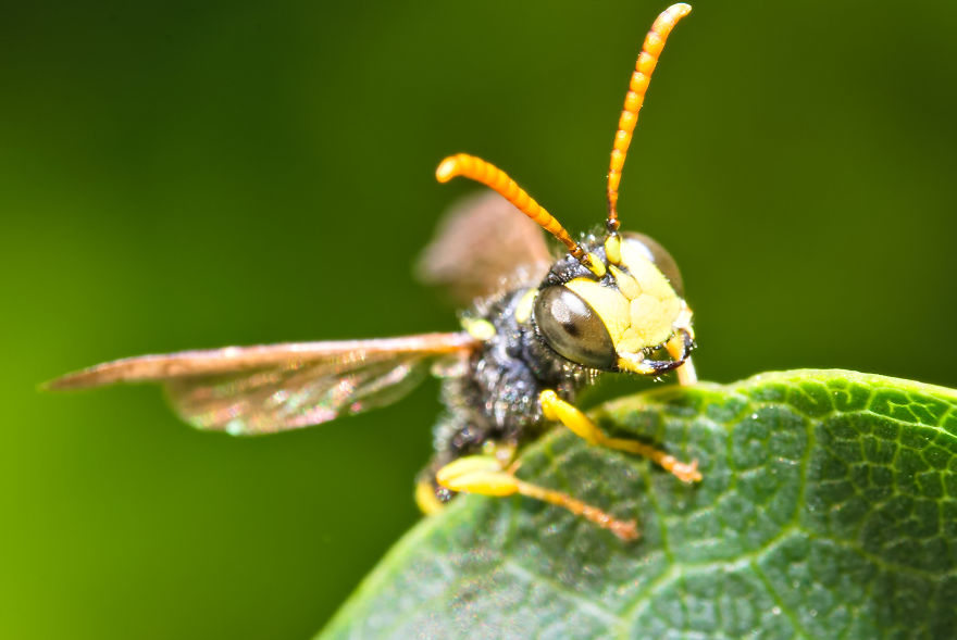 Tiny Wasp Mimicking A Fly, About 5-6mm, 2020