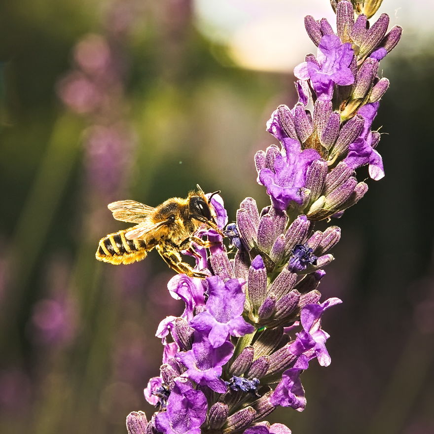 Honey Bee On Lavender, 2020 (Sigma 70-300 Telephoto Lens)
