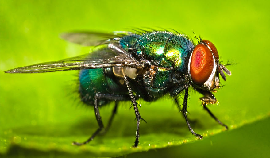 The Ugly; Green Fly, Around 9mm, 2013