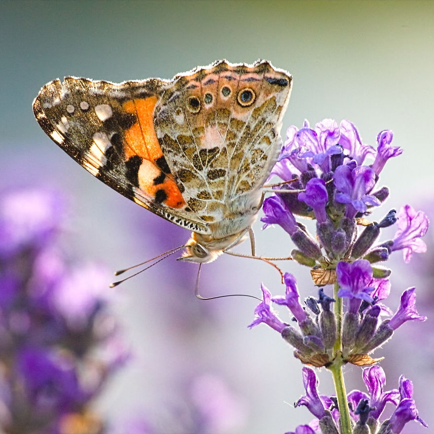 Rolled Over; Butterfly On Lavender, 2019 (Sigma 70-300 Telephoto Lens)
