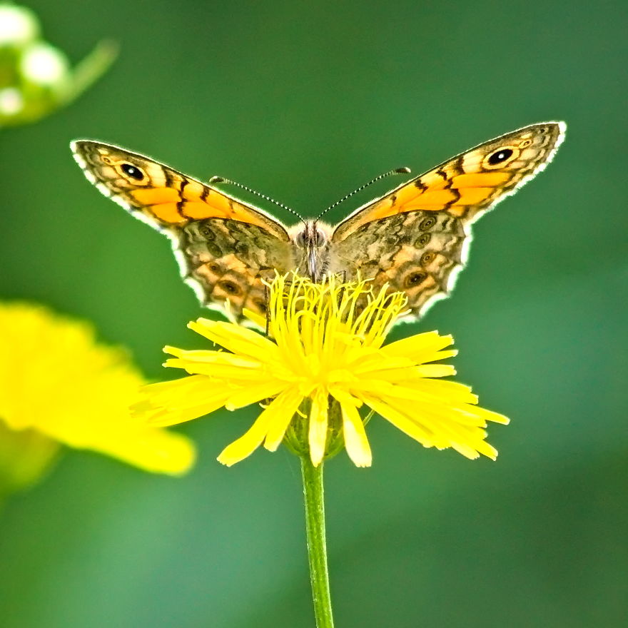 Symmetry; Butterfly, 2013 (Canon 75-300 Telephoto Lens - Image Strongly Cropped)