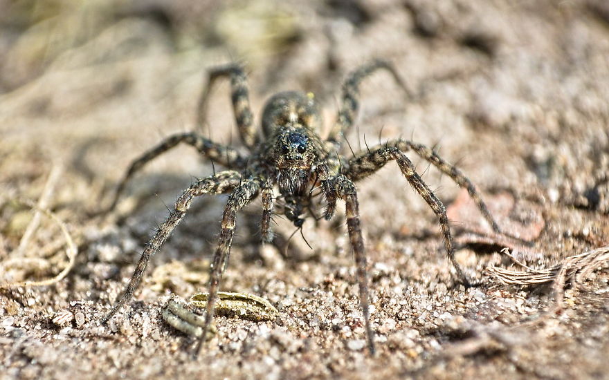 The Catch; Spider, About 15mm, 2020