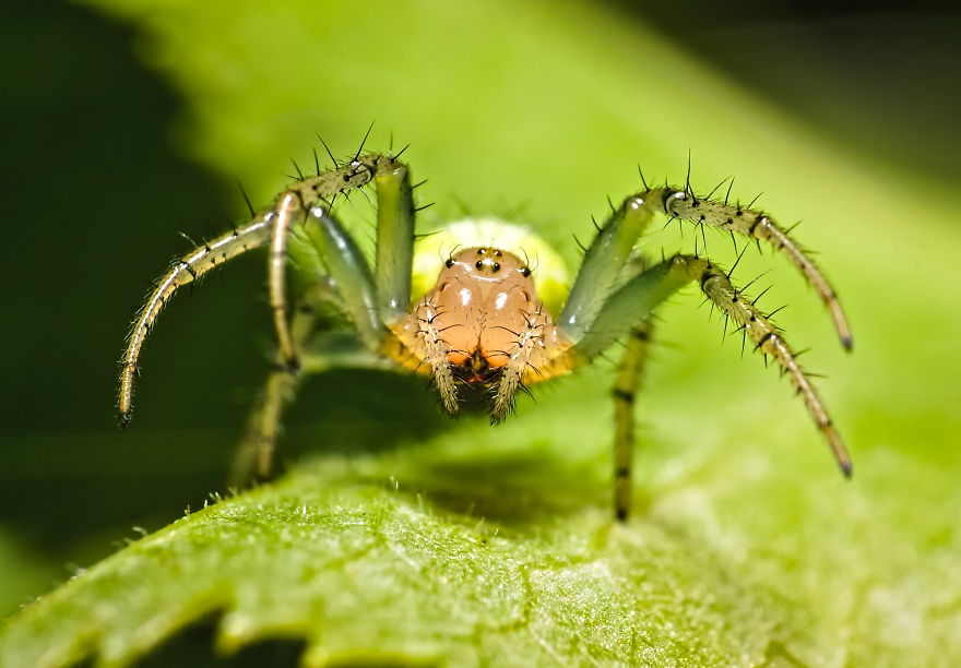 Hajime!, Spider, About 5-8mm, 2020