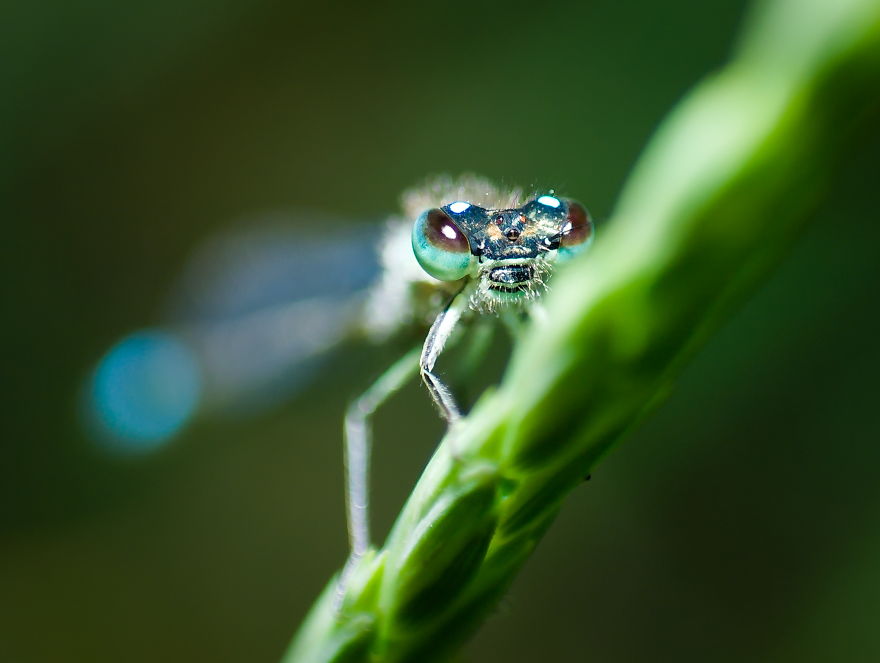 Damselfly, 50-60mm, 2019 (Olympus E-Pl1 With Reversed Manual Lens)