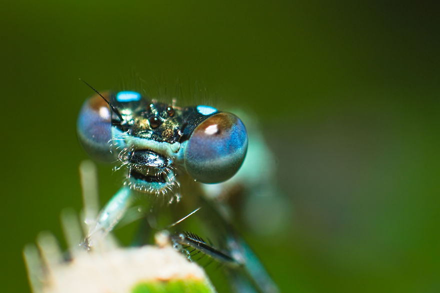 Damselfly, 50-60mm, 2019 (Olympus E-Pl1 With Reversed Manual Lens)