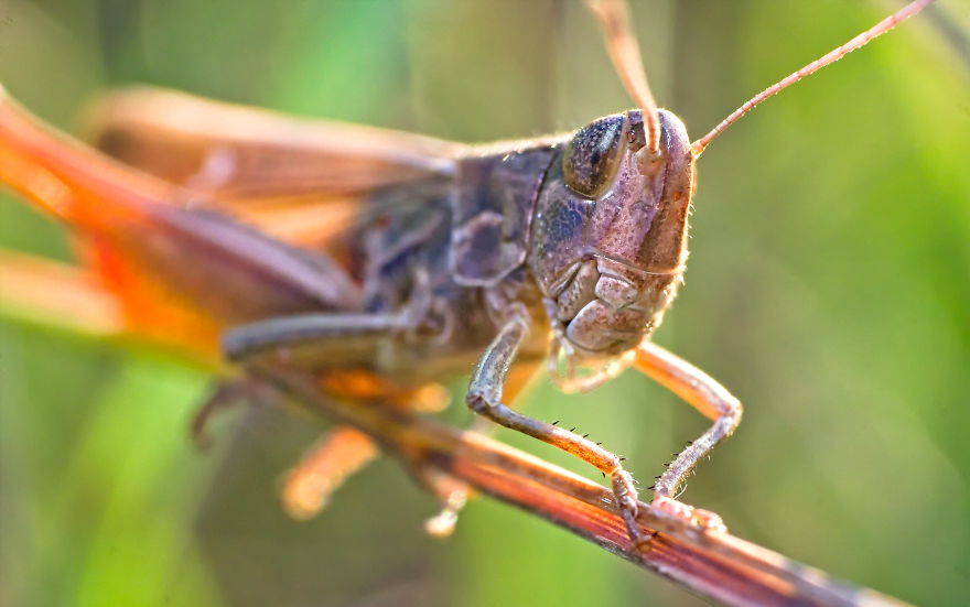 Locust, 15-20mm, 2020