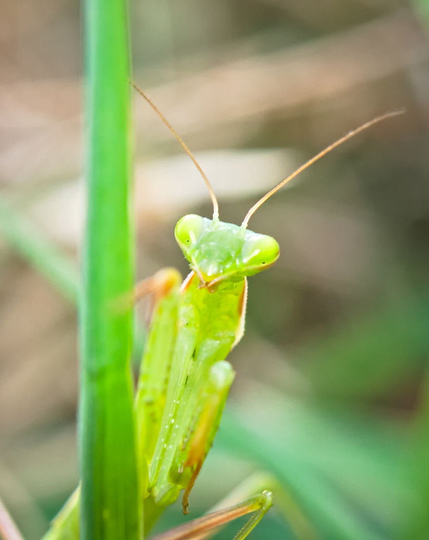 Whaaaat?; Mantis, 2013 (Normal Canon 18-55 With Extension Tubes)