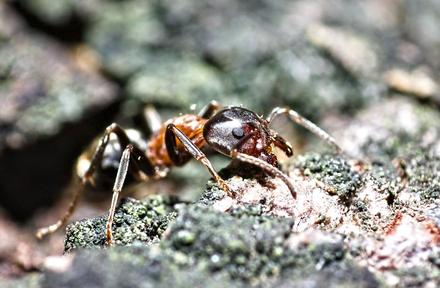 Giant Ant, 6-8mm, 2020