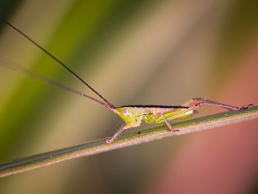 Locust In The Morning Colors, 5mm, 2019 (Olympus E-Pl1 With Reversed Manual Lens)