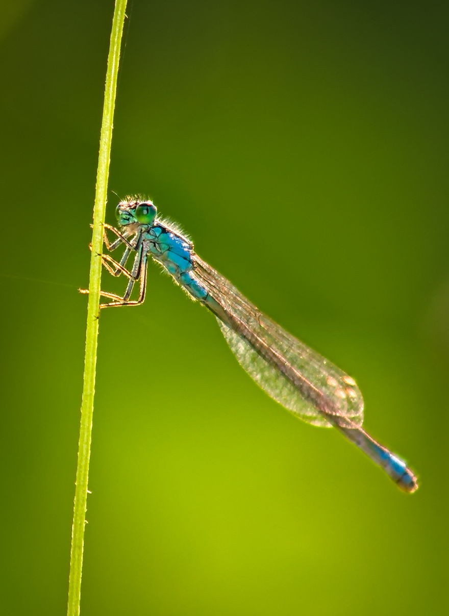 Light Wings; Damselfly, 50-70mm, 2014 (Canon 75-300 Telephoto Lens)