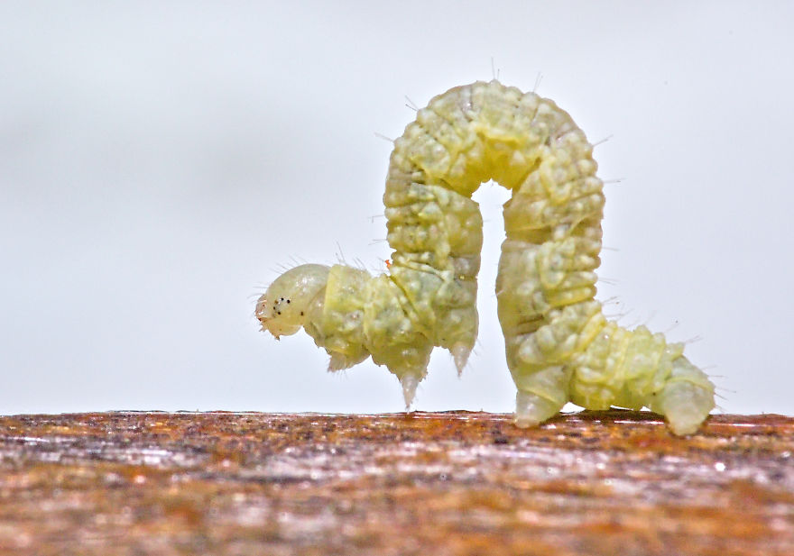 UPS!; Worm, About 5-6mm, 2014