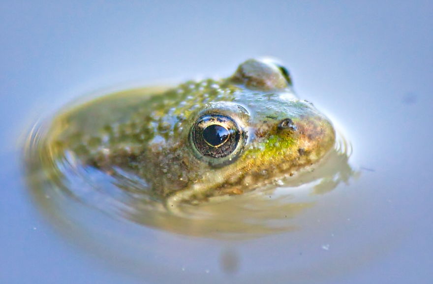 Small Frog Hiding In Water (Sigma 70-300 Telephoto Lens)