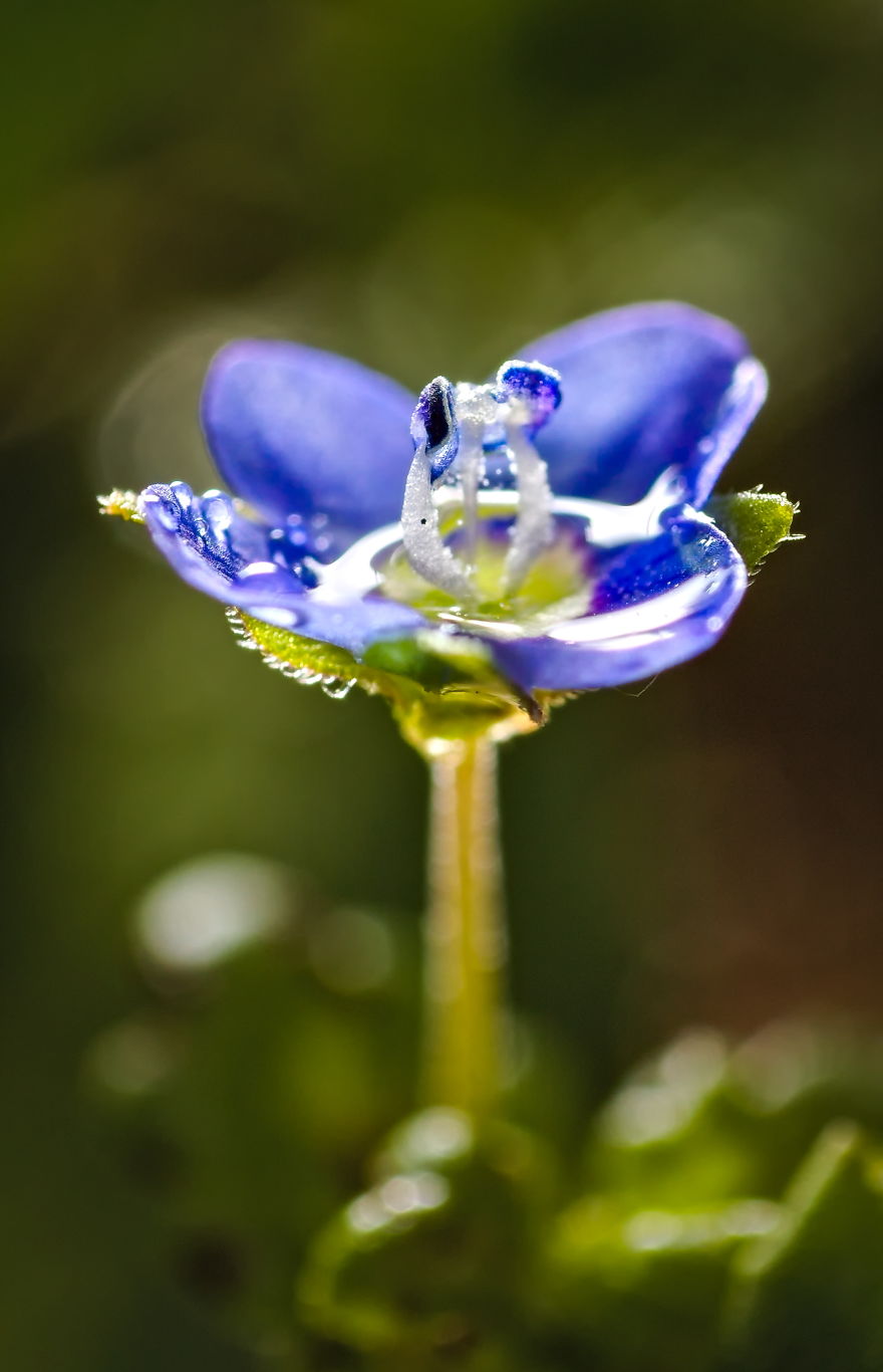 Veronica Officinalis, 2014